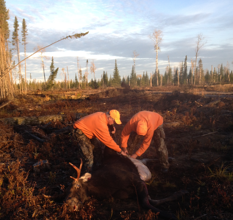 Bull Moose Down