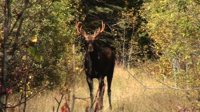 Mitch Leroux Bull Moose