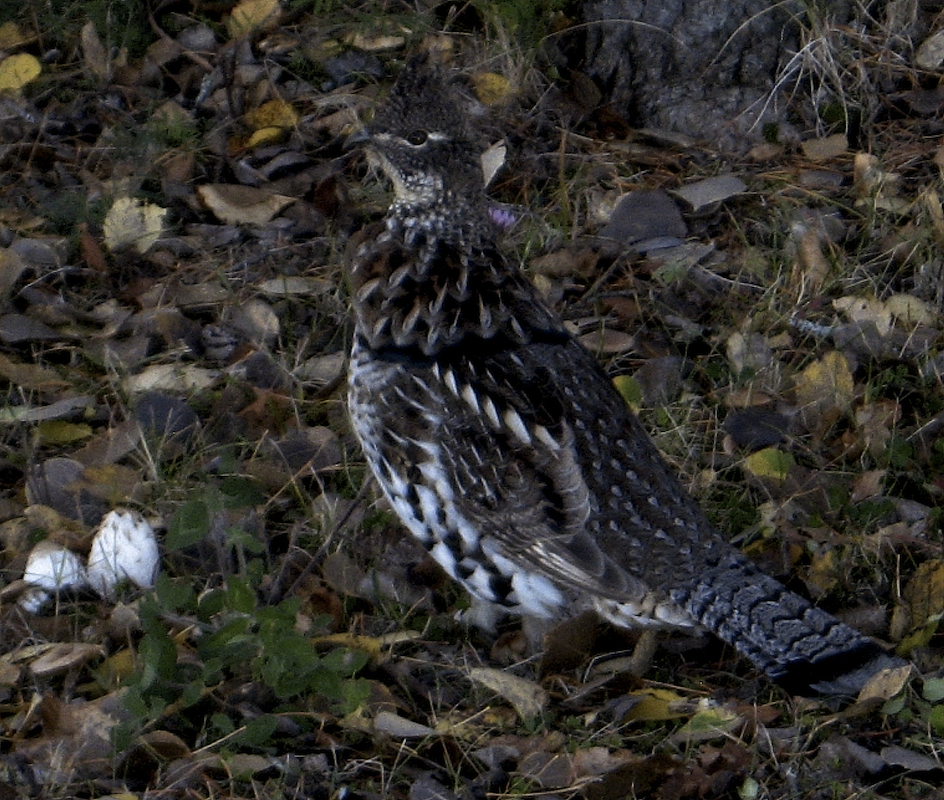 http://nagagami.com/Sharp%20Bird.jpg